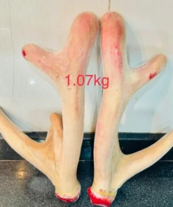 Cặp nhung hươu nhỏ 1,07kg (Liên Hệ Tư Vấn)