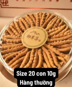 Đông Trùng Hạ Thảo 20 con hộp 10g Na Khúc Tây Tạng–phổ thông
