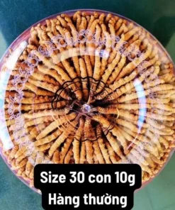 Đông Trùng Hạ Thảo 30 con hộp 10g Na Khúc Tây Tạng – Hàng phổ thông