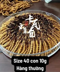 Đông Trùng Hạ Thảo 40 con hộp 10g Tây Tạng – Hàng phổ thông
