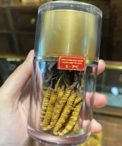 Đông Trùng Hạ Thảo Tây Tạng Vip - 30con/10g Hàng Tuyển Chọn