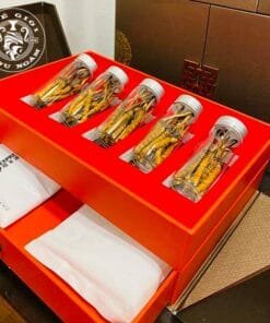 Đông Trùng Hạ Thảo Tây Tạng Tươi - Size 0,9 -1g/con (10con)